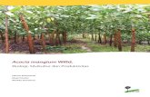 Acacia mangium Willd.: ekologi, silvikultur dan produktivitas