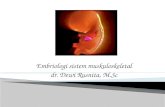 1.2.4.1 - Embriologi Muskuloskeletal