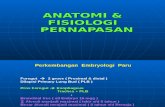 Anatomi Dan Fisiologi Pernapasan