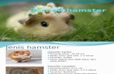 Ternak Hamster