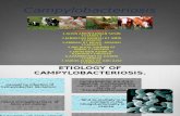 campylobacteriosis disease