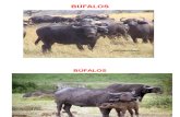 razas bufalas