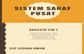 Sistem Saraf Pusat PowerPoint - Kelas XI