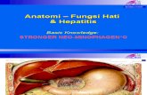Anatomi – Fungsi Hati Dan Hepatitis-SNMCmedan