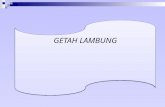 GETAH LAMBUNG