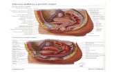 Atlas de Anatomia 4 FRANS NETTER [Sebasrepiso] (Arrastrado)