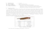 Laporan Praktikum Siklus Hidup Drosophila Melanogaster