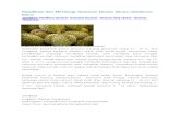 Klasifikasi Dan Morfologi Tanaman Durian