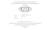 Laporan Praktikum Amphibi