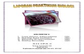 Laporan Praktek - Fermentasi Tape Ketan Hitam.docx