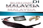 Burung Burung Di Malaysia_iqqram