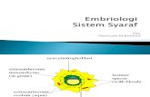 embriologi sistem saraf by bu ZETI FK UIN