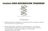 Isolasi Dna Kromosom_3