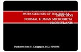 (Kat) Bacterial Pa Tho Genesis
