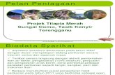 Projek Ikan Tilapia Sangkar Sg Como