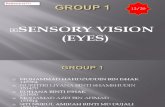 Group+1 Sensory+Receptor Vision