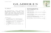 Gladiolus 2015 01