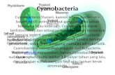 Cyanobacteria : salah satu bakteri. Mari belajar Bakteri :D .......