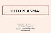 Citoplasma   aulas 27 e 28 (1)