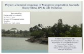 Mangrove Debarati