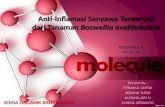 PPT Anti-Inflamasi Senyawa Terpenoid dari Tanaman Boswellia ovalifoliolata