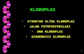 5. kloroplas-edit File