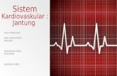 Sistem Kardiovaskular Jantung