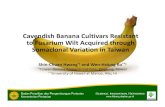 Cavendish Banana Cultivars Resistant to Fusarium Wilt Acquired ...