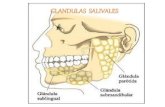Glandulas  salivales