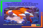 Identifikasi Ikan Karang Dan Invertebrata laut