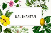 Potensi Geografi Pulau Kalimantan