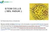 Apple stem cell plus dari Biogreen Science