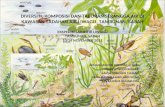 Diversiti, komposisi and taburan of serangga air
