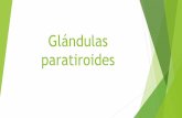 Glandulas paratiroides.pptx