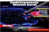 C2 Embriogenesis Sistem Saraf