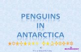 Pinguinos En La Antartida