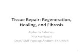 Tissue Repair: Regeneration, Healing, and Fibrosis · PDF file1. Jaringan labil : - continuously dividing cells - terus menerus hilang dan digantikan oleh maturasi dari sel induk serta