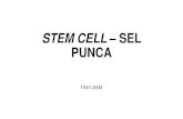STEM CELL – SEL PUNCA - s1-keperawatan.umm.ac.ids1-keperawatan.umm.ac.id/files/file/STEM CELL – SEL PUNCA CHA.pdf · Diferensiasi sel Regenerasi sel adalah proses pertumbuhan