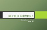 KLASIFIKASI JAMUR MIKORIZA ARBUSKULA - Share ITSshare.its.ac.id/pluginfile.php/19225/mod_resource/content/1/Kultur... · •Nutrisi Hyponex diberikan dengan cara disemprotkan melalui