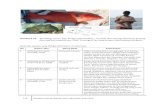 Gambar 4.23 Serranidae live reef fish trade) (Foto: SPAG ...perdagangan ikan karang hidup di Hongkon; alat tangkap: Gill Net, Perangkap, Speargun dan Potasium; ... karang; tertangkap