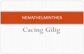 Cacing Gilig (Nemathelminthes) · PDF fileSIKLUS CACING KREMI   . Siklus cacing Tambang . Perkembangan Larva Cacing tambang