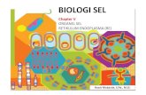 biologi_sel_chapter_5.pdf - TADRIS BIOLOGI IAIN …tadris-biologi-iainjember.weebly.com/.../biologi_sel_chapter_5.pdf · Sistem Endomembran • Kumpulan dari membran-membran di dalam