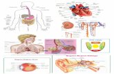 Gambar Biologi -   · PDF fileGambar : Sistem respirasi pada manusia (kiri) dan struktur alveolus ... otot jantung, dan (c) ... Gambar Biologi.docx