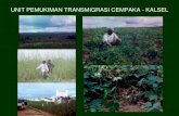 UNIT PEMUKIMAN TRANSMIGRASI CEMPAKA - KALSELwartabepe.staff.ub.ac.id/files/2013/03/DBT-4-MEDIA-TANAM_2.pdf · HIDROPONIK Teknologi untuk pertumbuhan tanaman dalam larutan nutrisi