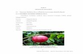 BAB II TINJAUAN PUSTAKA 2.1 Phaleria macrocarparepository.ump.ac.id/219/3/BAB II - Maryono Agung Libowo.pdf · 2.1.1 Klasifikasi Tumbuhan Mahkota Dewa ... Flavonoid mencakup banyak