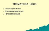 [PPT]TREMATODA - C A R D I O | Community of Extraordinary ... · Web viewMorfologi dan daur hidup Telur berukuran 150-152 µ x 60 – 72 µ. Telur berbentuk lonjong, berbentuk kumparan