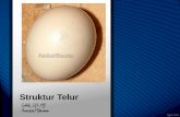 Struktur Telur - hardianimalscience.files.wordpress.com melindungi dari isi telur dan embrio dari gangguan baik fisik / kimiawi 2. Terdapat kutikula : - tebal : 10 – 30 mikro meter