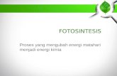 [PPT]FOTOSINTESIS - Badarudin | PGSD FKIP UM … · Web viewFOTOSINTESIS Proses yang mengubah energi matahari menjadi energi kimia * * * * * * * * * * Fotosintesis terjadi di kloroplas
