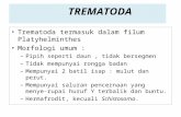 TREMATODA - Universitas Dian Nuswantoro [UDINUS] | …dinus.ac.id/repository/docs/ajar/TM-12-TR… · PPT file · Web view · 2015-12-23TREMATODA Trematoda termasuk ... (hospes
