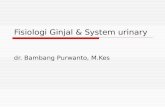 Fisiologi Ginjal & System urinary - Frida Magdalena | … · PPT file · Web view2012-10-04 · Anatomi system urinary Ginjal Nefron & peritubular vasa Filtrasi ... otot rangka kendalikan
